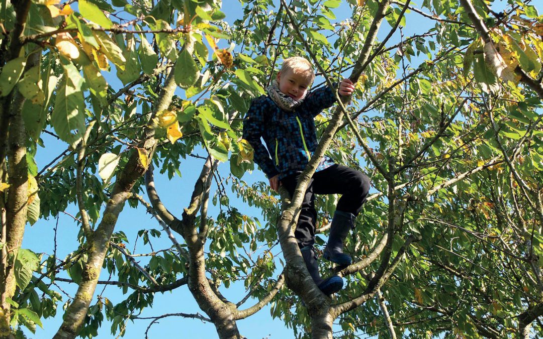 Er gehört einfach dazu: Ein Hausbaum für die ganze Familie