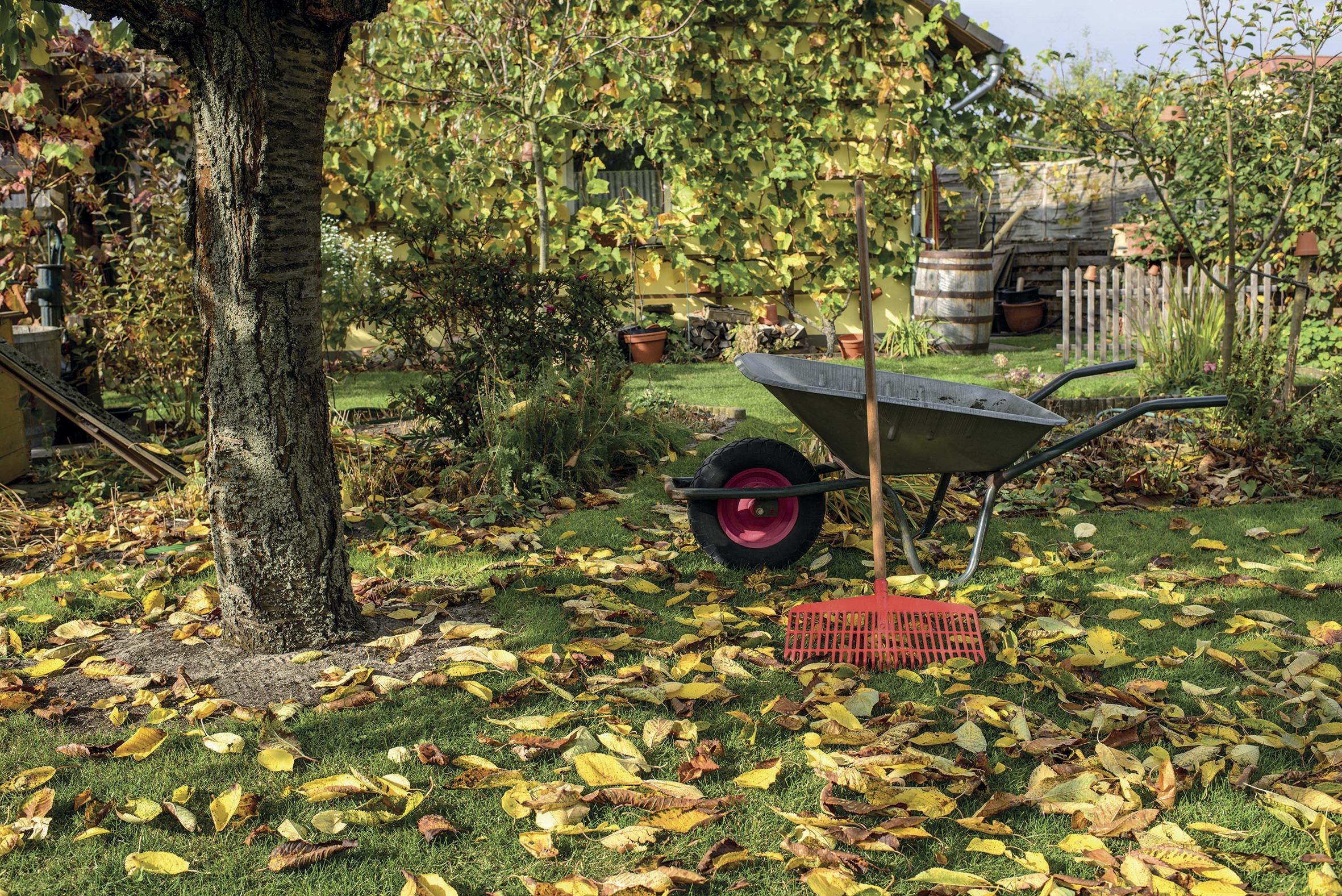 Laub Herbst Laub Herbst