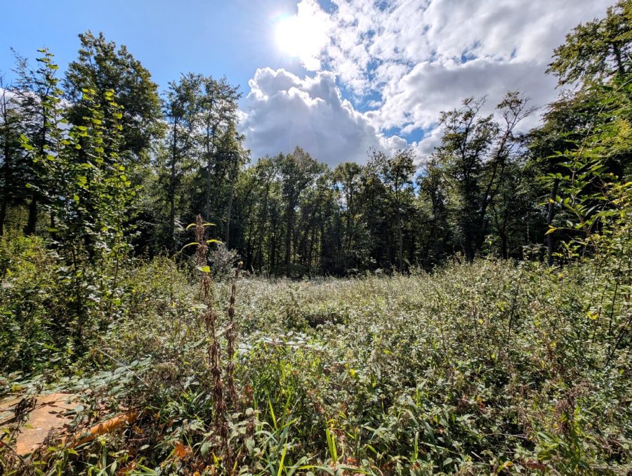 Baugrundstück in Villenlage am Eistruper Berg in Bissendorf, 49143 Bissendorf