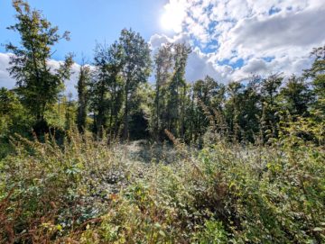 Bild - Baugrundstück in Villenlage am Eistruper Berg in Bissendorf