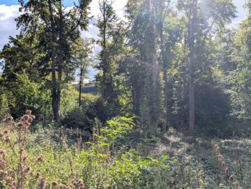 Bild - Baugrundstück in Villenlage am Eistruper Berg in Bissendorf